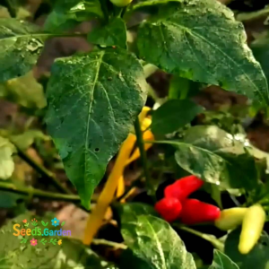 [TERLARIS]  BIJI/BENIH CABE TUMPUK PRENTUL KLASTER