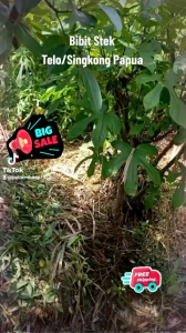 Bibit Singkong & Telo Papua: Paket Unlimited 30 Pcs