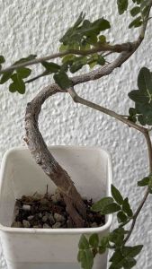 Commiphora monstruosa滔天橄榄