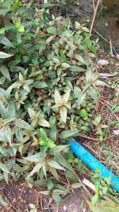 Hạt Giống Cây Thuốc Dòi Tím ( Cây Bọ Mắm )