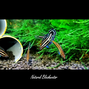 Parosphromenus Harveyi (Pair)