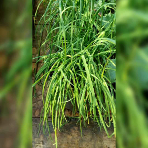 15 BIJI BENIH DAUN BAWANG KUCAI CHIEVES (REPACK)