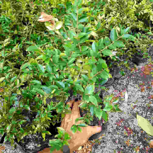 Bibit Tanaman Buah Anggur Brazil: Kualitas Terbaik & Harga Terjangkau