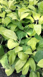 Philodendron Orlando Buy1 Take1‼️
