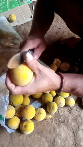 buah kecapi matangkuning manisasam segar 1kg TERMURH