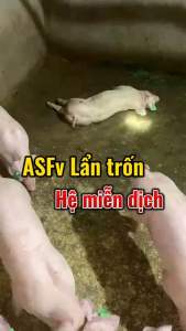 1 kg Anti ASF - phòng bệnh dịch tả nâng sức đề kháng cho heo