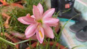 ฉ.หัวดอกบัวดิน Fidelity Chaman หัวละ 20 บาท