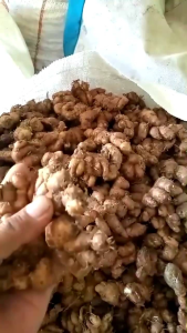 Kencur Segar 1Kg & Cikur Segar 1Kg Murah