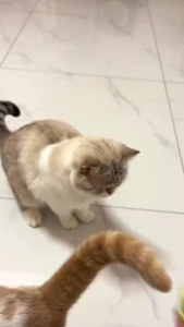 CATNIP AVOCADO BALL KUCING ANTI STRESS [APUKAT]