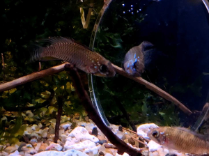 [livestock] Apistogramma Megaptera | Apisto | Apistogramma | aquatic | Live Fish