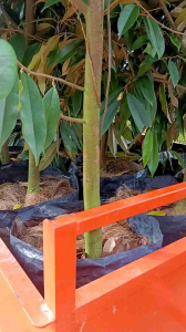 ANAK POKOK DURIAN MUSANG KING (Raja Kunyit) 5 FEET TALL [WEST MALAYSIA ONLY]