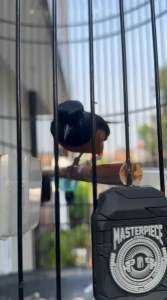 Tepung Jangkrot Voer Pakan Burung