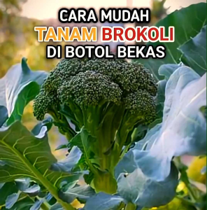 (KEMASAN PREMIUM) BIJI | BENIH TANAMAN BROKOLI HIJAU (isi -+400 butir)