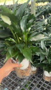 ต้นลิลลี่พีช เดหลีใบมันในกระถางแจกัน แบบเลี้ยงน้ำ