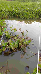 15ml Essen Nila Babon Aroma Pandan Bolu Tenggiri Sereh