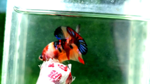 Candy Galaxy Halfmoon Plakat HMPK Betta Fish / Ikan Laga/ 斗鱼 (Not random fish）25