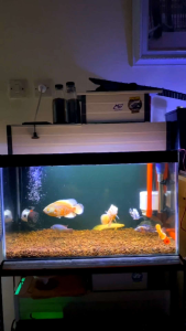 Lampu Led Day & Night Nikita Star 3X Ganti Warna Aquarium 20 cm - 70 cm