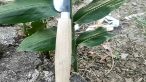 Pisau Tajam Super Baja / Pisau Tajam Pisau Dapur / Pisau Dapur Baja Asli Madura / Pisau Dapur Yg Tajam Pisau Madura Asli Tajam / Pisau Dapur Tajam Baja Asli / Pisau Madura Bangkalan