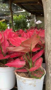 Aglaonema Fuji Red Plant with FREE plastic pot and garden soil. Live Plant for sale