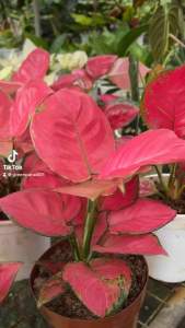 Aglaonema Katrina Plant with FREE plastic pot and garden soil. Live Plant for sale