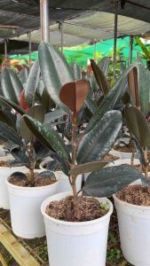 Rubber Tree Black Prince with FREE black plastic pot and garden soil. Live Plant for sale