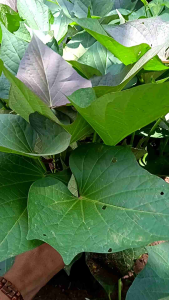 Daun Umbi Jalar Umbi Ungu Segar 1 kg