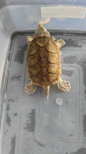 Narrow-bridged Musk Turtle.. “蛋龟之王”......窄桥蛋龟 10cm