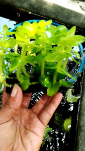 tanaman air aquascape bacopa lanigera media lempeng pakis