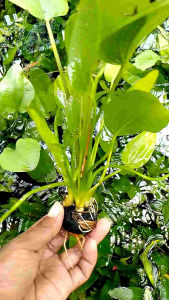 tanaman air aquascape melati air