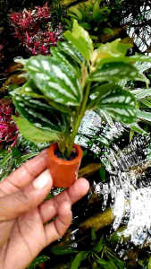 tanaman air aquascape mutiara media pot promo
