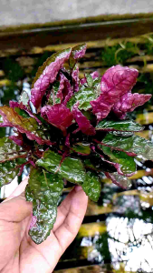 tanaman air aquascape hemigraphis media pot masih promo