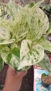 ( BISA COD ) PROMO! Tanaman Hias Sirigading Varigata Tanaman Sirihgading Marbel / Sirihgading Marbel