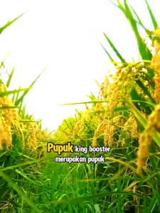 COD - PUPUK KING BOOSTER 150 GRAM PEMBESAR BUAH MEMPERCEPAT PEMBUAHAN MELEBATKAN BUAH