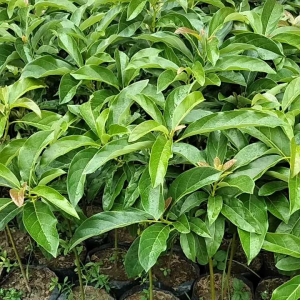 BELI 3 GRATIS 1 BIBIT ALPUKAT ALIGATOR super jumbo [bisa COD]