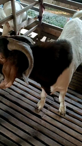 Hemomax 150 định dưỡng tổng hợp dành cho thú đực