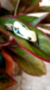 umpan pancing sofrog killer 3 cm