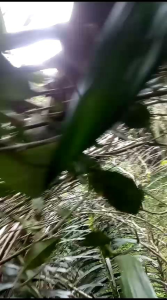 Madu Odeng Hutan: Produksi & Manfaat