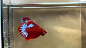 เฮลบอยชายหางดาว