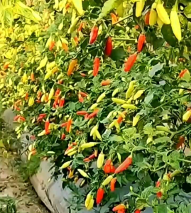 100 BUTIR BIJI | BENIH CABE RAWIT MERAH