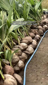 Bibit Kelapa Hibrida 🌱Semakin Di Lirik Dan Di Minati Pekebun Berbuah Pendek Siapa Yang Tak Kenal Dengan Buah Kelapa Kelapa Merupakan Komoditas Penting Dalam industri Dunia Dan Merupakan Bisnis Yang Menjanjikan.Buah Buat Kopyor