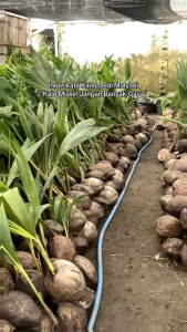 Bibit Kelapa Muda 🌱Genjah Buah Kelapa Sangat Banyak Manfaatnya Berbuah Pendek Bisa Untuk Hiasan Rumah Anda Kelapa Muda ini Bisa Dimakan Atau Untuk Jualan Yuk Dicekout