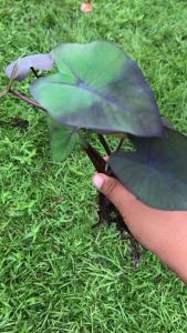 แบล็คเมจิก บอนดำ (Colocasia esculenta Black Magic) ส่งห่อตุ้ม