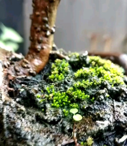 15 BUTIR BIJI POHON ARABIKA | KLAMPIS HITAM ( BAHAN BONSAI )