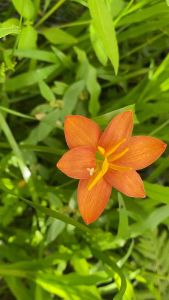 ศ.หัวดอกบัวดิน F4b หัวละ 15 บาท