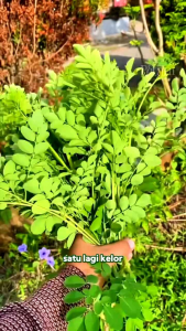 Minuman Kesehatan Alami: Daun Kelor Bubuk Moringa
