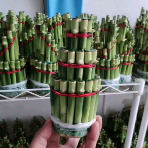 BAMBU HOKI + BAMBU REJEKI + LUCKY BAMBOO