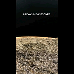 3 BUTIR BIJI/BENIH BUNGA MATAHARI BIG SMILE - Kuning