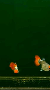 🔥 RED HEAD🔥 Platinum Koi Tuxedo SHORTBODY Guppy Fish Pair (TOP GRADE)