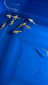 🔥SETIA SIGNATURE🔥24k 🇻🇳 Line Full Gold Ear Guppy Fish Pair (PREMIUM TOP GRADE)