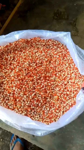 Jagung Kristal 1kg / Jagung Kristal Termurah / LumbungTernak